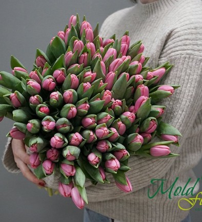 Pale pink tulip Dutch photo 394x433